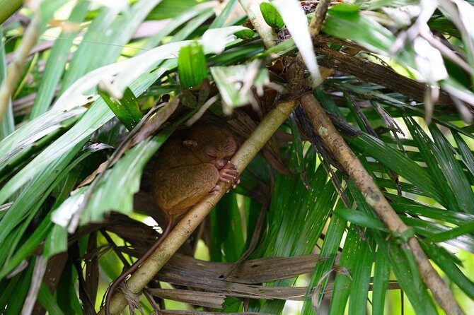 Bohol Chocolate Hills & Tarsiers with roundtrip ferry from Cebu - FAQ