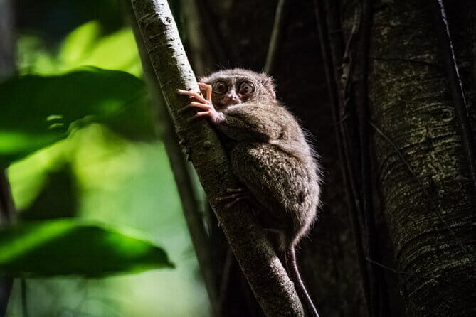 Bohol Country Side Tour - Private w/ Lunch - Key Points