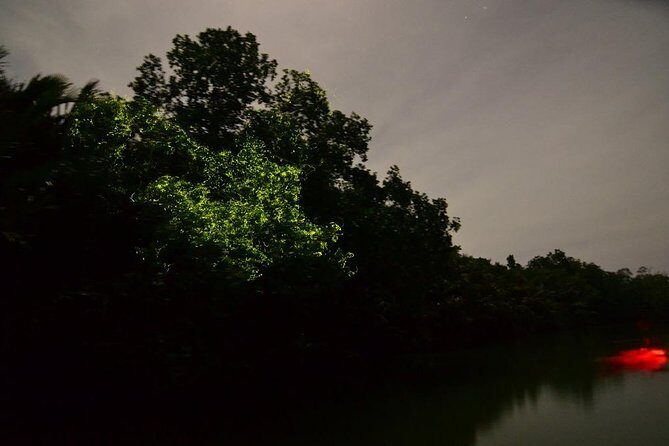 Bohol Firefly Watching (Private) - Practical Tips for Your Firefly Night Out