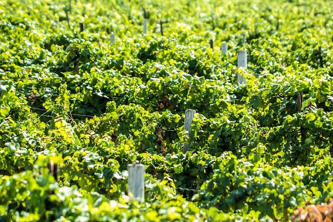 Boise River Wine Walk: Sip and Stroll Through Urban Wineries - Authentic Experiences and Guest Feedback