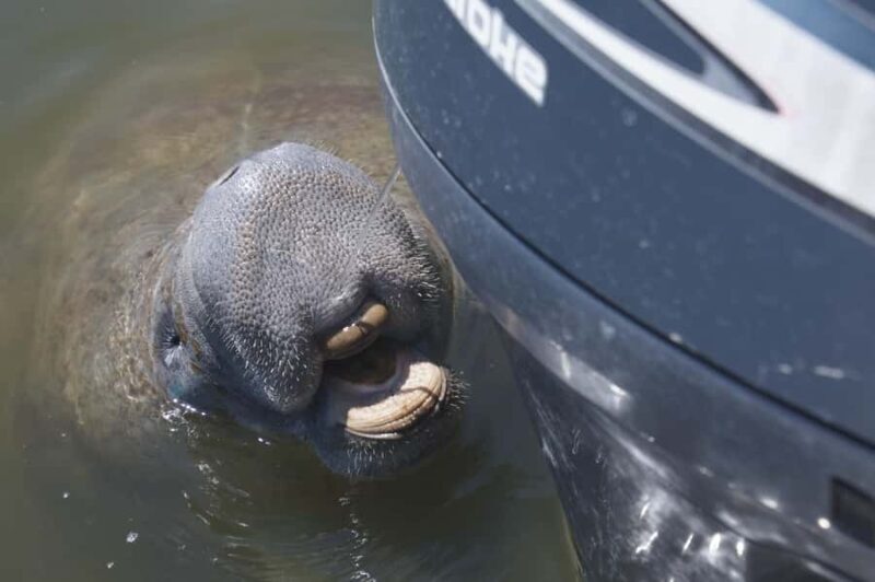 Bokeelia: Cabbage Key Nature Cruise - Key Points