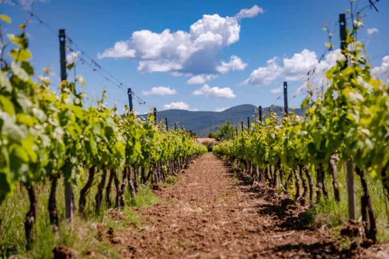 Bolgheri: guided visit of the winery and tasting of our wines - Practical Details