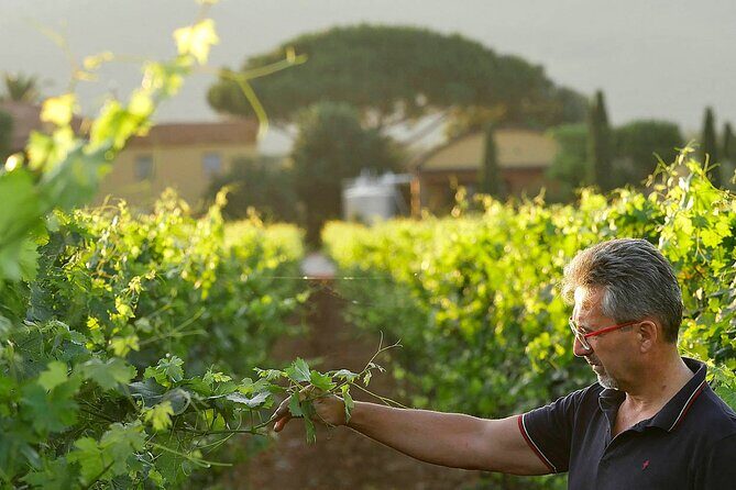 Bolgheri: Premium Wine Tasting with Winery Tour - Final Thoughts: Is This Tour Right for You?