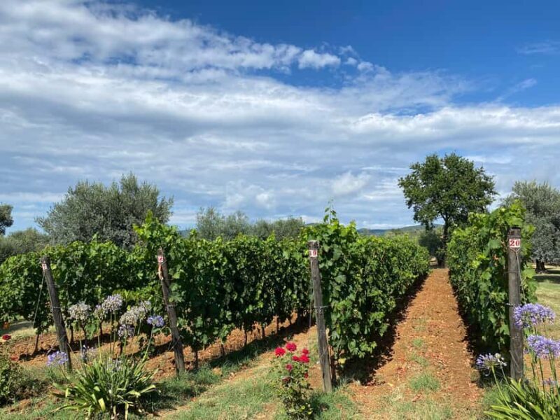 Bolgheri: Wine tasting at Podere Conca - Key Points