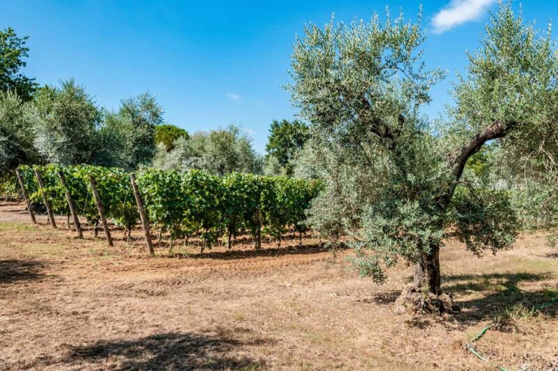 Bolgheri: Wine tasting at Podere Conca - Location and Setting