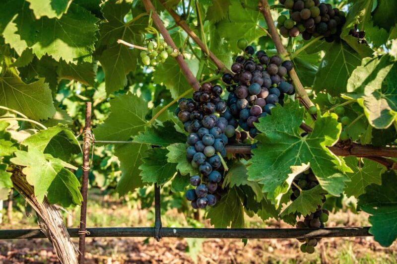 Bolgheri: Wine tasting at Podere Conca - Practicalities and Logistics