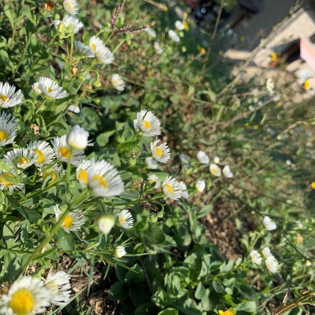 Bologna Forlì: foraging, looking for wild edible herbs - Practical Tips for Participants