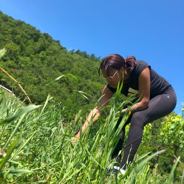 Bologna Forlì: foraging, looking for wild edible herbs - FAQ