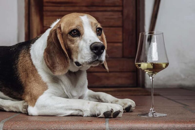 Bolzano: Wine Tasting at SKYWINE Pavilion with Views - Authenticity and Practical Details