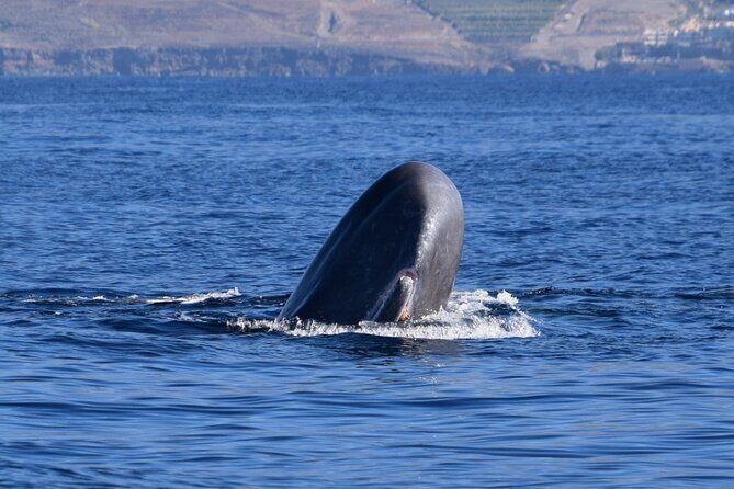 Bonadea II Ecological Whale Watching, 2 hours - A Look at the Bonadea II Ecological Whale Watching Tour in Tenerife