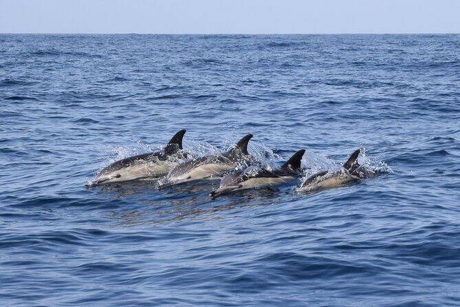 Bonadea II Ecological Whale Watching, 2 hours - Your 2-Hour Marine Adventure in Tenerife