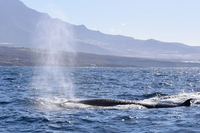 Bonadea II Ecological Whale Watching, 2 hours - FAQ