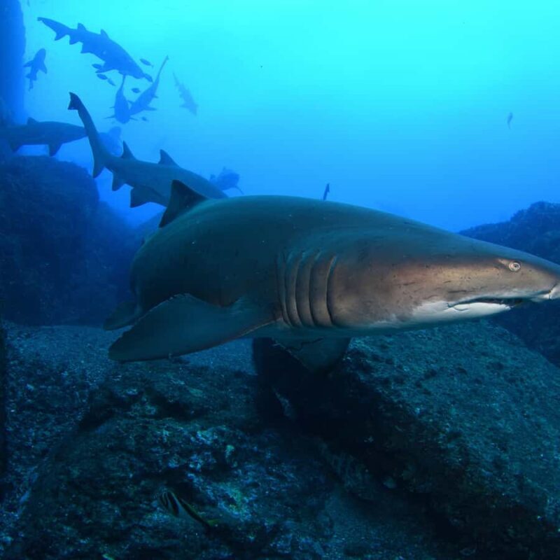 Bondi: Shark Dive at Bushrangers Bay for Certified Divers - The Value of All-Inclusive Comfort