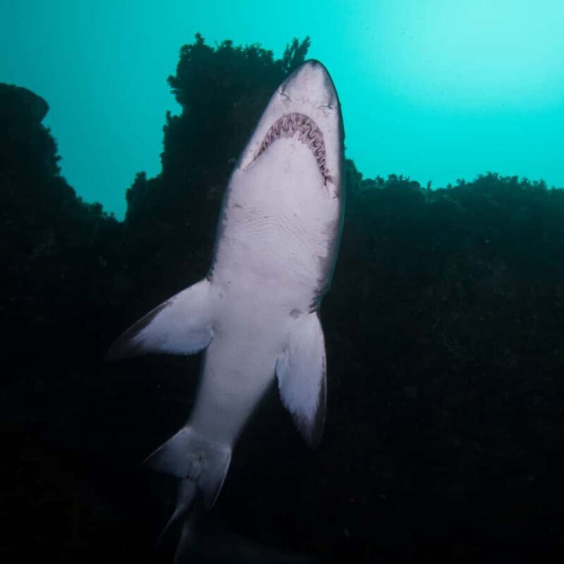 Bondi: Shark Dive at Bushrangers Bay for Certified Divers - Final Thoughts