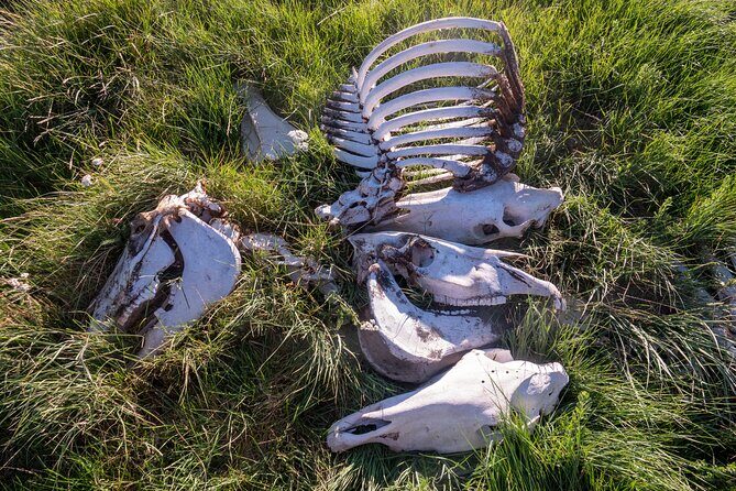 Bone Hunting in Wyoming - Bone Hunting in Wyoming: A Unique Nature Experience