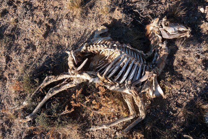 Bone Hunting in Wyoming - Pricing and Value Considerations