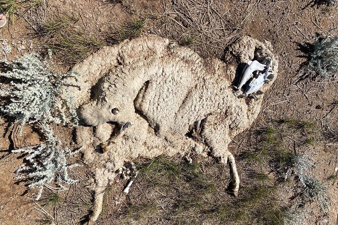 Bone Hunting in Wyoming - The Experience from Reviews and Expectations