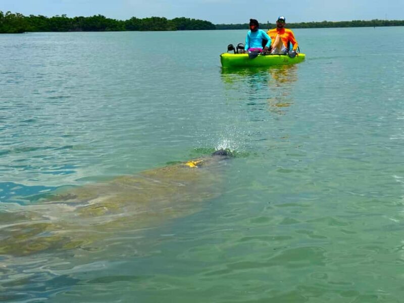 Bonita Springs: Kayak Tour with Manatees, Dolphins Sightings - Exploring the Experience in Detail