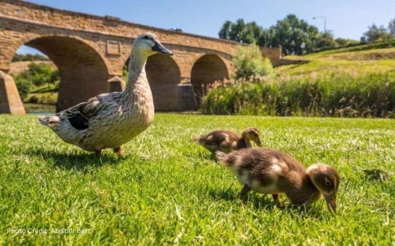 Bonorong & Richmond: Shore Excursion (Private Tour) - Authentic Encounters and Practical Tips