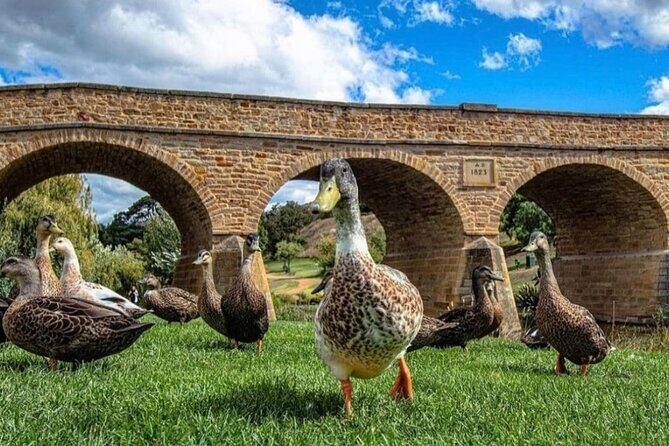 Bonorong Wildlife Park and Richmond Afternoon Tour from Hobart - What the Reviews Say