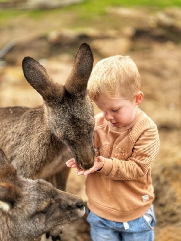 Bonorong Wildlife Sanctuary Half-Day Tour from Hobart - Key Points