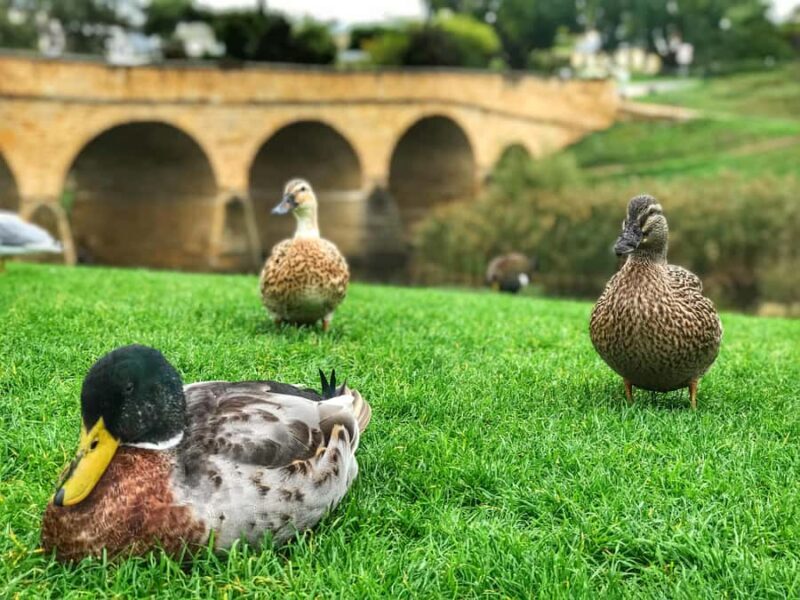Bonorong Wildlife Sanctuary Half-Day Tour from Hobart - An Honest Look at the Experience