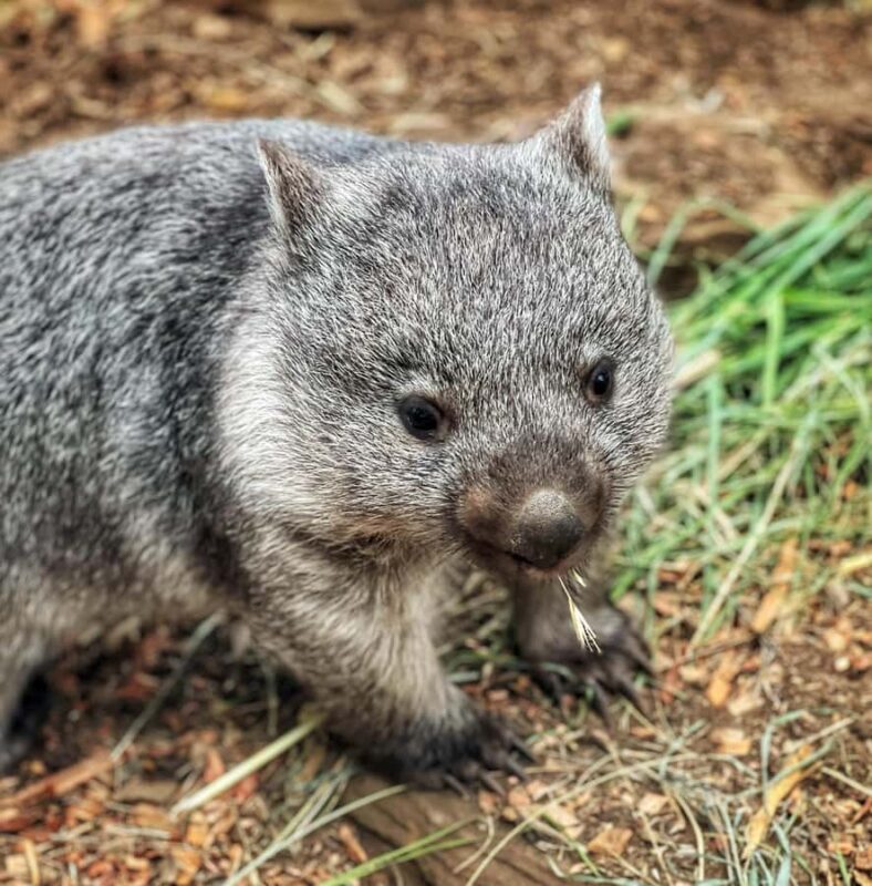 Bonorong Wildlife Sanctuary Half-Day Tour from Hobart - The Practical Details