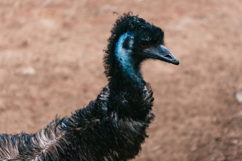 Bonorong Wildlife Sanctuary Half-Day Tour from Hobart - Who Should Consider This Tour?