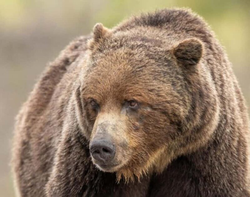 Book Private Tour for Banff-Yoho-Kootenay & Jasper Parks - The Sum Up