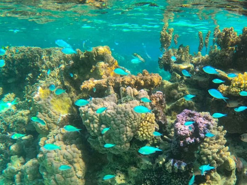 Bora Bora: 1/2 day lagoon safari - Shared tour - Who Would Love This Tour?