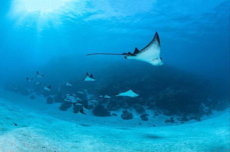 Bora Bora: 1 afternoon dive for certified divers - Key Points