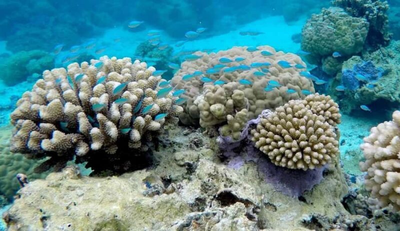 Bora Bora: 3.5-Hour Lagoon Boat Tour with Snorkeling - Key Points