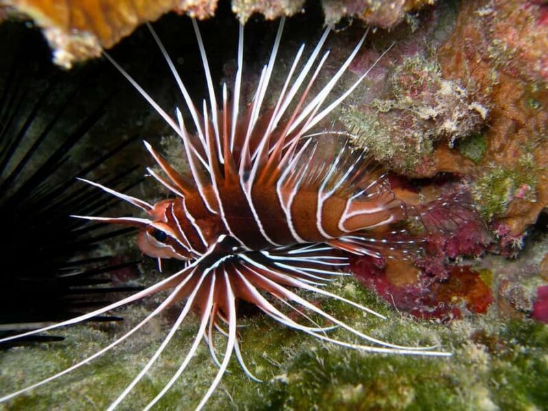 Bora Bora: 3.5-Hour Lagoon Boat Tour with Snorkeling - FAQ