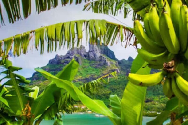 Bora Bora: 4WD History & Culture Tour - A Closer Look at the Highlights