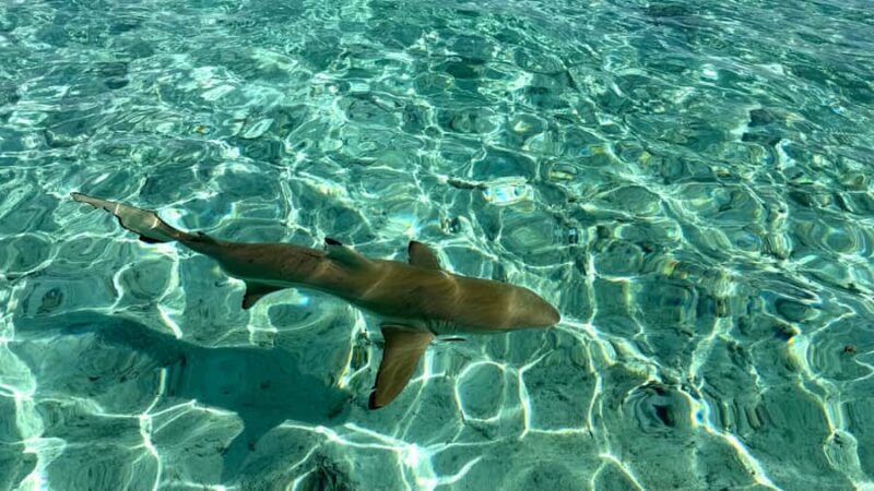 Bora Bora: Blue Lagoon Cruise, Snorkeling and Lunch . - The Itinerary Breakdown