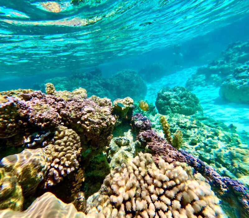 Bora Bora: Blue Lagoon Cruise, Snorkeling and Lunch . - The Sum Up: Is It Worth It?