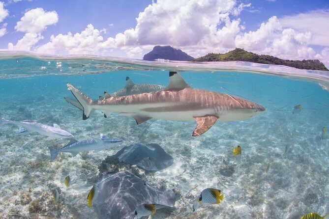 Bora Bora Eco Snorkel Cruise Including Snorkeling with Sharks and Stingrays - Who Will Love This Tour?
