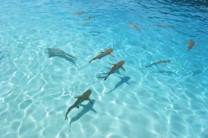 Bora Bora Eco Snorkel Cruise Including Snorkeling with Sharks and Stingrays - The Sum Up