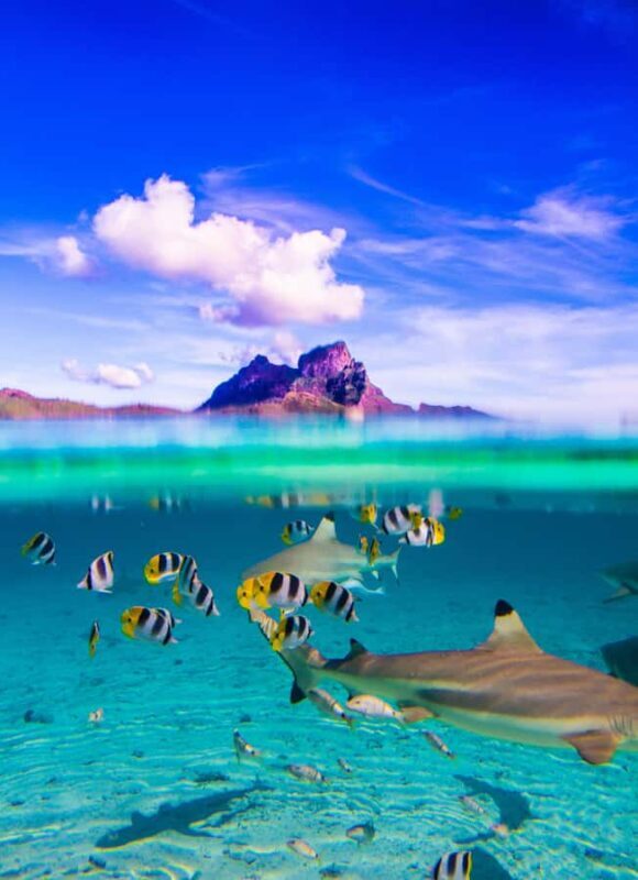 Bora Bora: Full-Day Lagoon Snorkelling Tour - Key Points