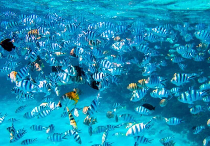 Bora Bora: Full-Day Lagoon Snorkelling Tour - Frequently Asked Questions