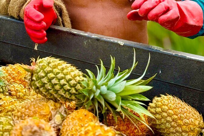 Bora Bora Gourmet Odyssey - Food Tour - Why This Tour Is a Smart Choice