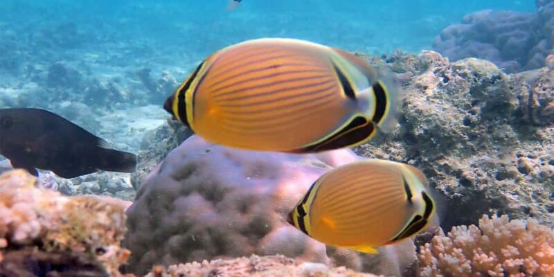 Bora Bora: Half Day Catamaran Sailing & Snorkelling - Who Should Consider This Tour?