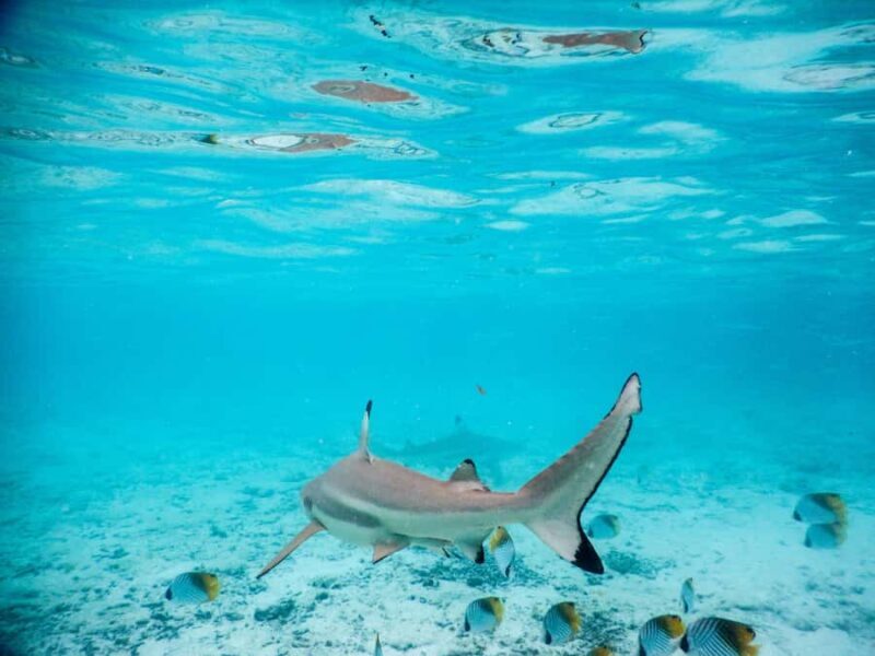 Bora Bora: Half-Day Lagoon Snorkelling Tour - Key Points