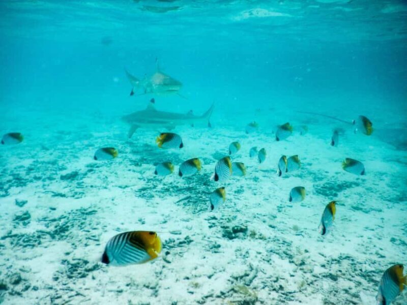 Bora Bora: Half-Day Lagoon Snorkelling Tour - What to Expect During Your Tour