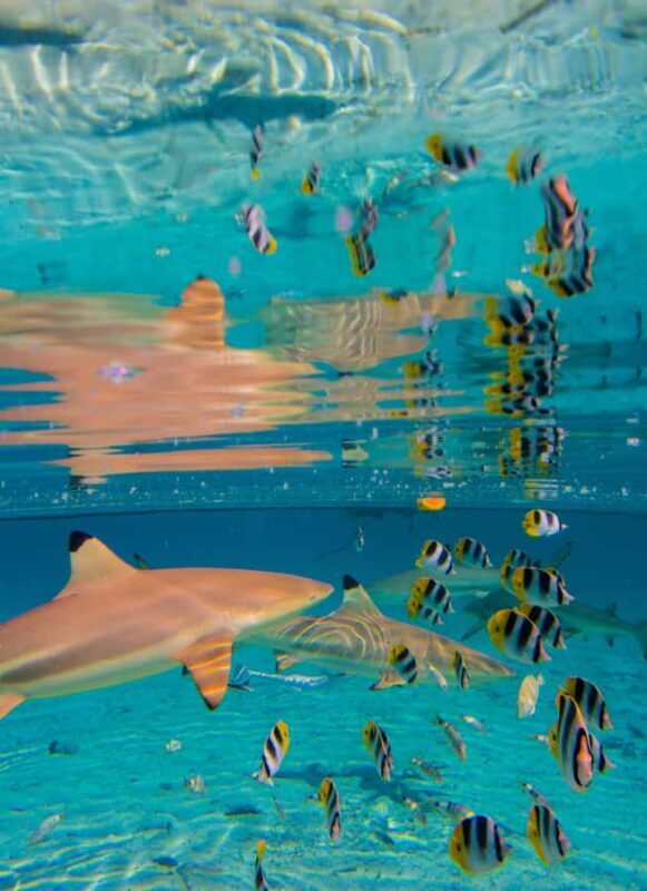 Bora Bora: Half-Day Lagoon Snorkelling Tour - Is This Tour Worth the Price?