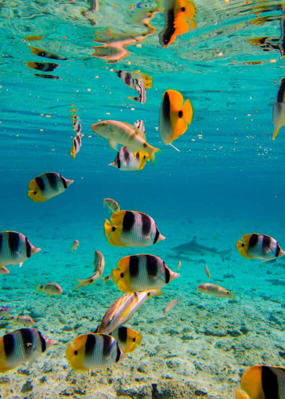 Bora Bora: Half-Day Lagoon Snorkelling Tour - FAQ