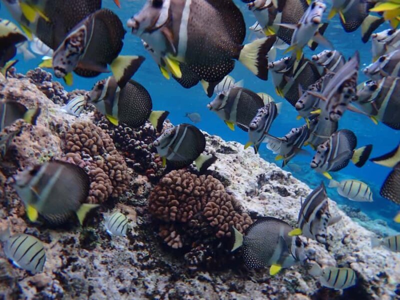 Bora Bora: Introductory Dive - Introduction