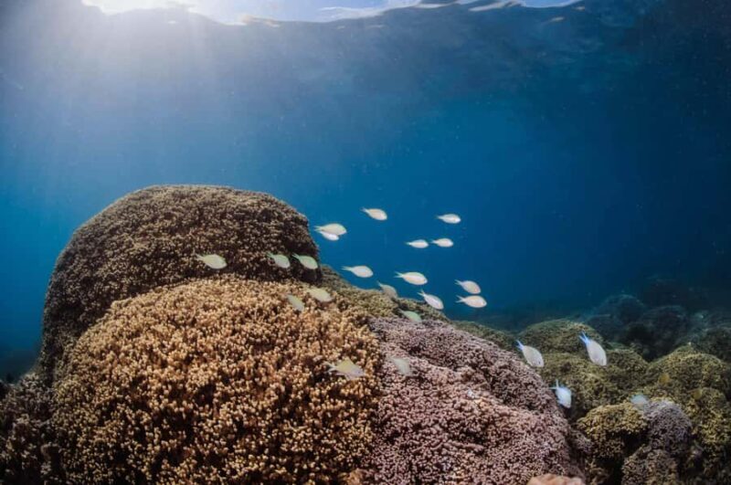 Bora Bora: Introductory Dive - Practical Details and Tips