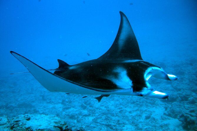 Bora Bora Jet Ski Tour, & Eco Shark / Ray Snorkel Cruise - Who Should Book This Tour?