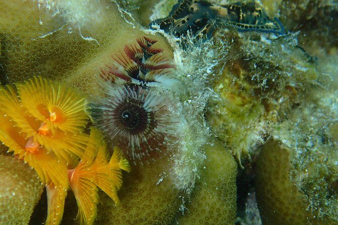 Bora Bora Lagoon Snorkeling Tour by Private Boat - Key Points